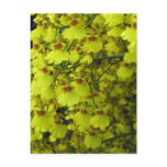 Yellow Flowers at Longwood Gardens, PA Postcard