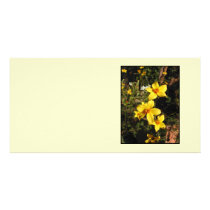 Yellow Flowers. Bidens. On Cream. Photo Card Template
