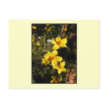Yellow Flowers. Bidens. On Cream. Postcards