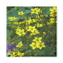 yellow flowers magnets