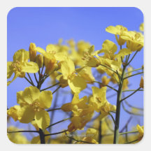 Yellow flowers of an agricutural crop of oil 2 square sticker