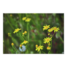 Yellow flowers photographic print