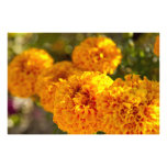 Yellow Flowers Photo