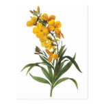 Yellow flowers,Pierre Joseph Redouté Postcards