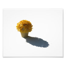 Yellow Flowers White Bucket and Shadow Cutout Photographic Print