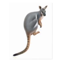 Yellow Footed Rock Wallaby Postcard