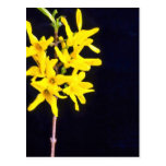 Yellow Forsythia Twig flowers Postcards