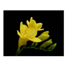 Yellow Freesia Bloom & Bud Postcard