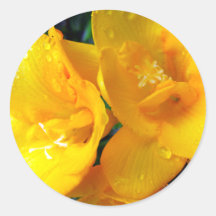 Yellow Freesia Round Sticker