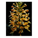 Yellow Fringed Orchid Post Cards