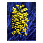 Yellow Fringeless Orchid Postcard