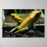 Yellow Frogs