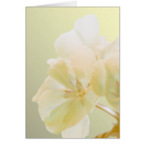 Yellow Geranium