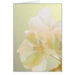 Yellow Geranium cards