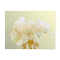 Yellow Geranium