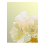 Yellow Geranium Postcard