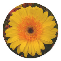 Yellow Gerber Daisy Sticker