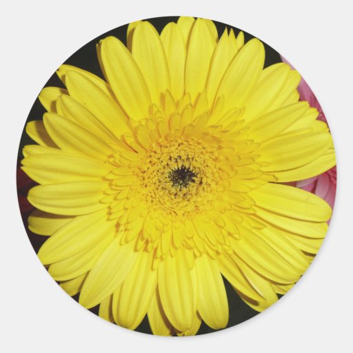 Yellow Gerber Daisy Sticker