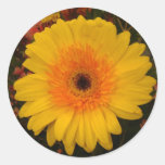 Yellow Gerber Daisy Sticker