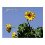 Yellow Gerbera Daisies Postcard