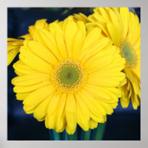 Yellow Gerbera Daisy Posters