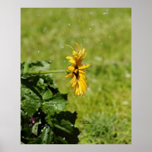Yellow gerbera daisy rain shower Poster