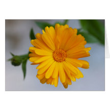 Yellow Gerbera Daisy Wildflower Greeting Cards