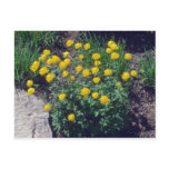 yellow Globe Flower, (Trollius Europaeus) flowers postcards