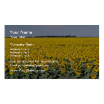 yellow Golden field of sunflowers, Manitoba flower business cards