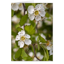 Yellow Haw Greeting Cards