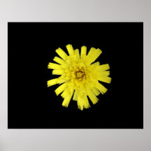 Yellow Hawkweed Poster