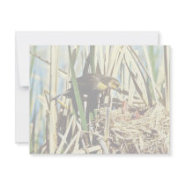 Yellow-headed Blackbird feeding young Personalized Invite