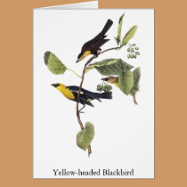 Yellow-headed Blackbird - John Audubon cards
