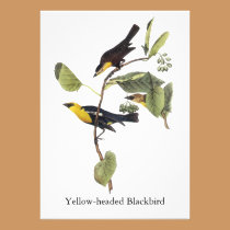 Yellow-headed Blackbird - John Audubon invitations