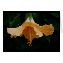 Yellow Hibiscus 353 After the Rain Cards