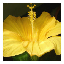 Yellow Hibiscus Blossom Invitations