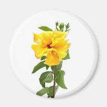 Yellow hibiscus flower fridge magnets