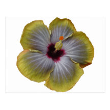 yellow hibiscus flower post card