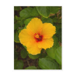 Yellow Hibiscus Flower Postcard