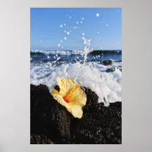 Yellow Hibiscus flower resting on lava rock splash Print