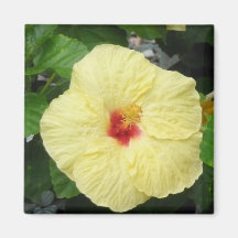 Yellow Hibiscus magnet
