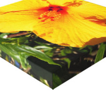 Yellow Hibiscus Photo Canvas Print