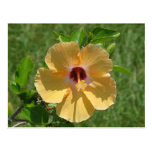 Yellow Hibiscus Post Cards