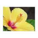 Yellow Hibiscus Postcard