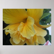 Yellow Hibiscus Print