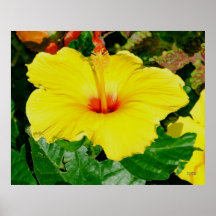 Yellow Hibiscus Posters