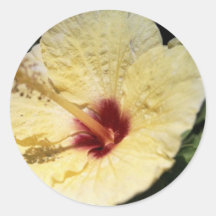 Yellow Hibiscus Sticker