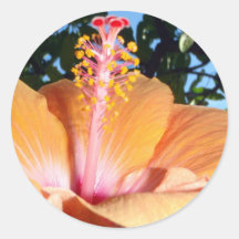 Yellow Hibiscus Stickers