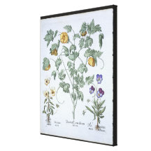 Yellow Horned Poppy, from the 'Hortus Eystettensis Gallery Wrapped Canvas