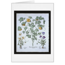 Yellow Horned Poppy, from the 'Hortus Eystettensis Cards